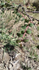 (c) Hugo Juárez, some rights reserved (CC BY) Symphoricarpos microphyllus, photograph (c) Hugo Juárez, some rights reserved (CC BY)
