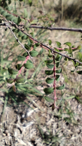 Symphoricarpos microphyllus, photograph 4