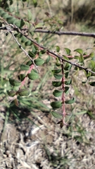 (c) Hugo Juárez, some rights reserved (CC BY) Symphoricarpos microphyllus, photograph (c) Hugo Juárez, some rights reserved (CC BY)