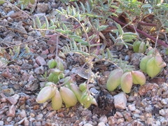 Astragalus allochrous