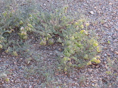 Astragalus allochrous