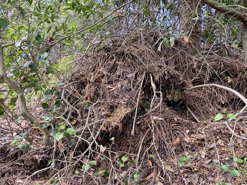iNaturalist observation photo of Woodrats