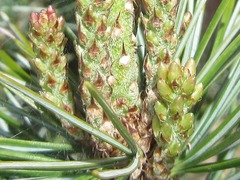 Pinus parviflora