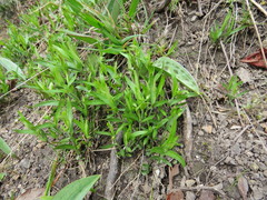Moehringia macrophylla