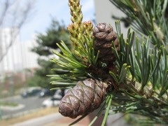 Pinus parviflora