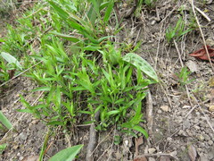 Moehringia macrophylla