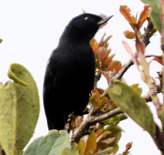 Diglossa lafresnayii