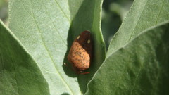 Solenosthedium bilunatum