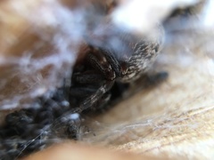Badumna longinqua