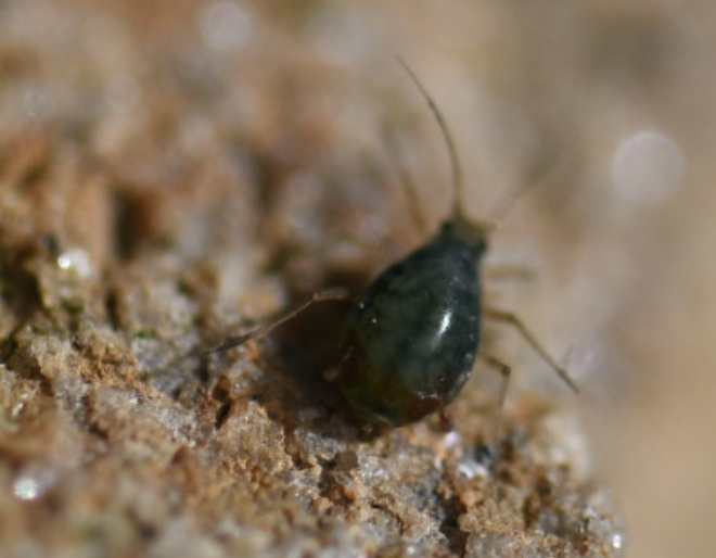 Melon Aphid in March 2020 by Cameron Bright · iNaturalist