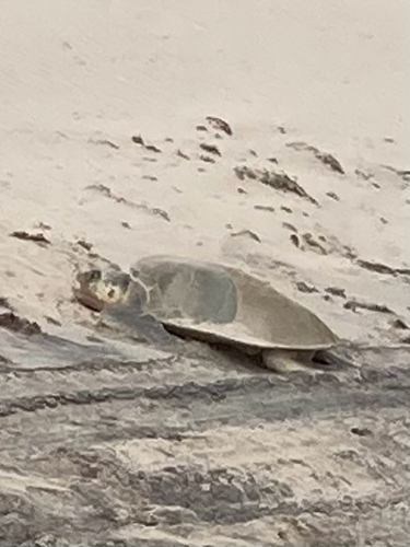 Kemp's Ridley Sea Turtle observed by amypaul12
