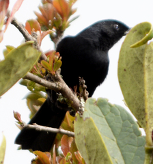 Diglossa lafresnayii