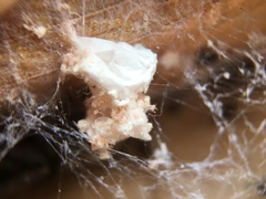 Badumna longinqua