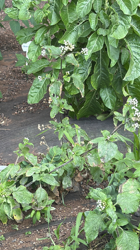Ageratum conyzoides observed 2026-04-27