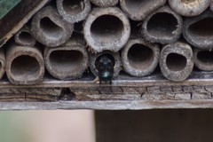 Osmia lignaria lignaria