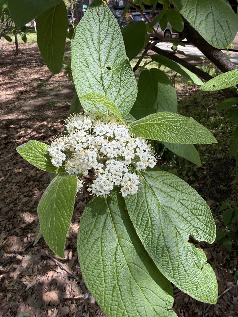 Leatherleaf arrowwood (Viburnum rhytidophyllum)