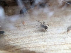 Badumna longinqua