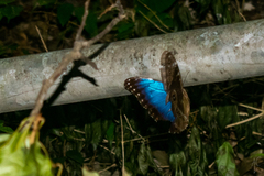 Morpho helenor octavia