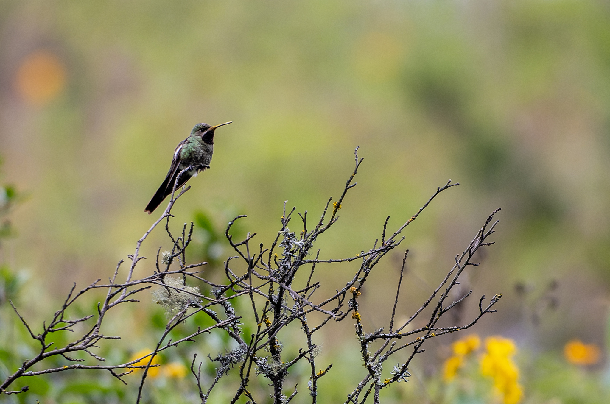 Bronze-tailed Comet (Polyonymus caroli), photo 1