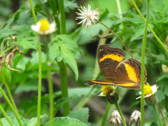Junonia elgiva