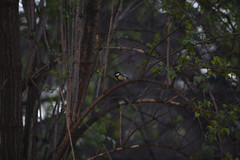 Parus major