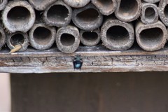 Osmia lignaria lignaria