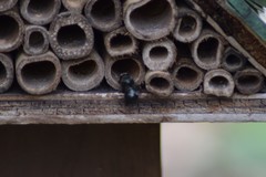 Osmia lignaria lignaria