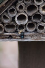 Osmia lignaria lignaria