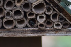 Osmia lignaria lignaria