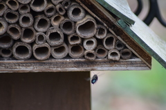 Osmia lignaria lignaria