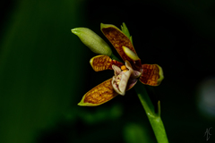 Prosthechea livida