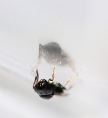 Trissolcus