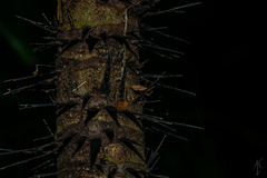 Astrocaryum mexicanum