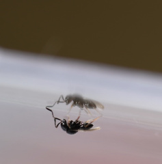 Trissolcus