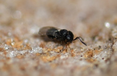 Trissolcus
