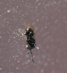 Trissolcus