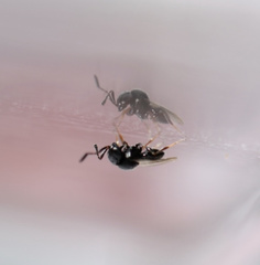 Trissolcus