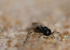 Trissolcus