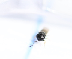 Trissolcus