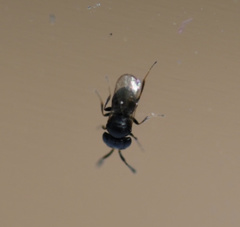 Trissolcus
