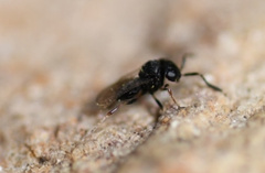 Trissolcus