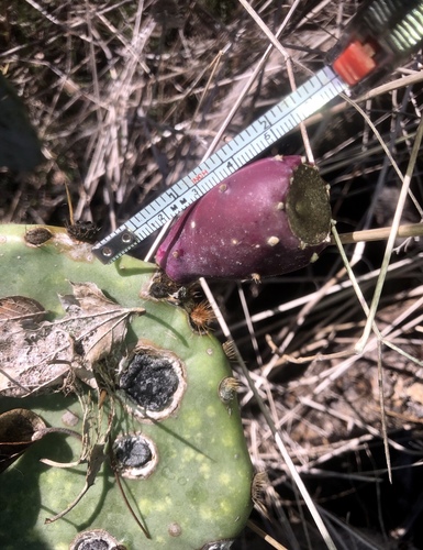 Prickly Pear Leaf Spot