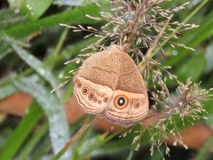 Brakefieldia perspicua perspicua