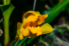 Lycaste