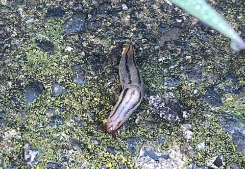 Striped Greenhouse Slug, Ebina, Kanagawa, JP, photo 3 of 10