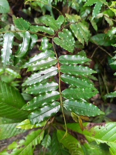 Ruizterania albiflora (Ruizterania albiflora)