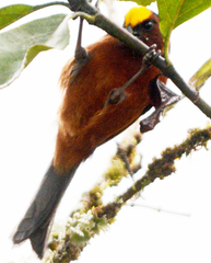 Catamblyrhynchus diadema