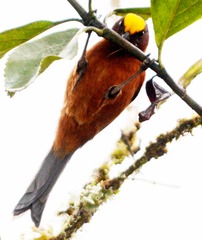 Catamblyrhynchus diadema