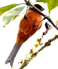 Catamblyrhynchus diadema