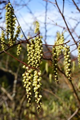 Stachyurus praecox